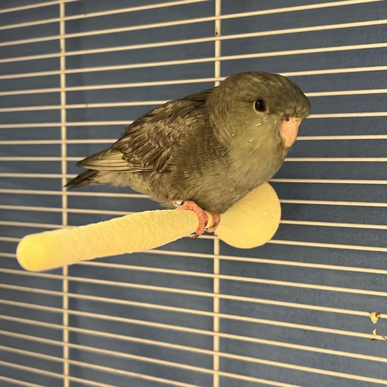 Enlarge Casanova, an adopted Parrotlet in Cedar Rapids, IA image 2/2