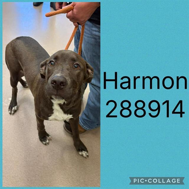 HARMON, Adoptable, Young Male Mixed Breed.