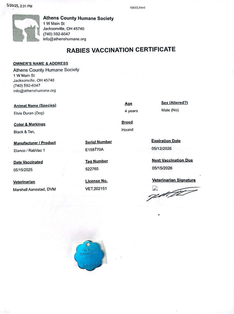 Elvis, Adoptable, Adult Male Hound.