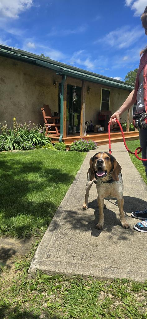 Enlarge Elvis, a Adoptable Hound in Athens, OH image 2/2