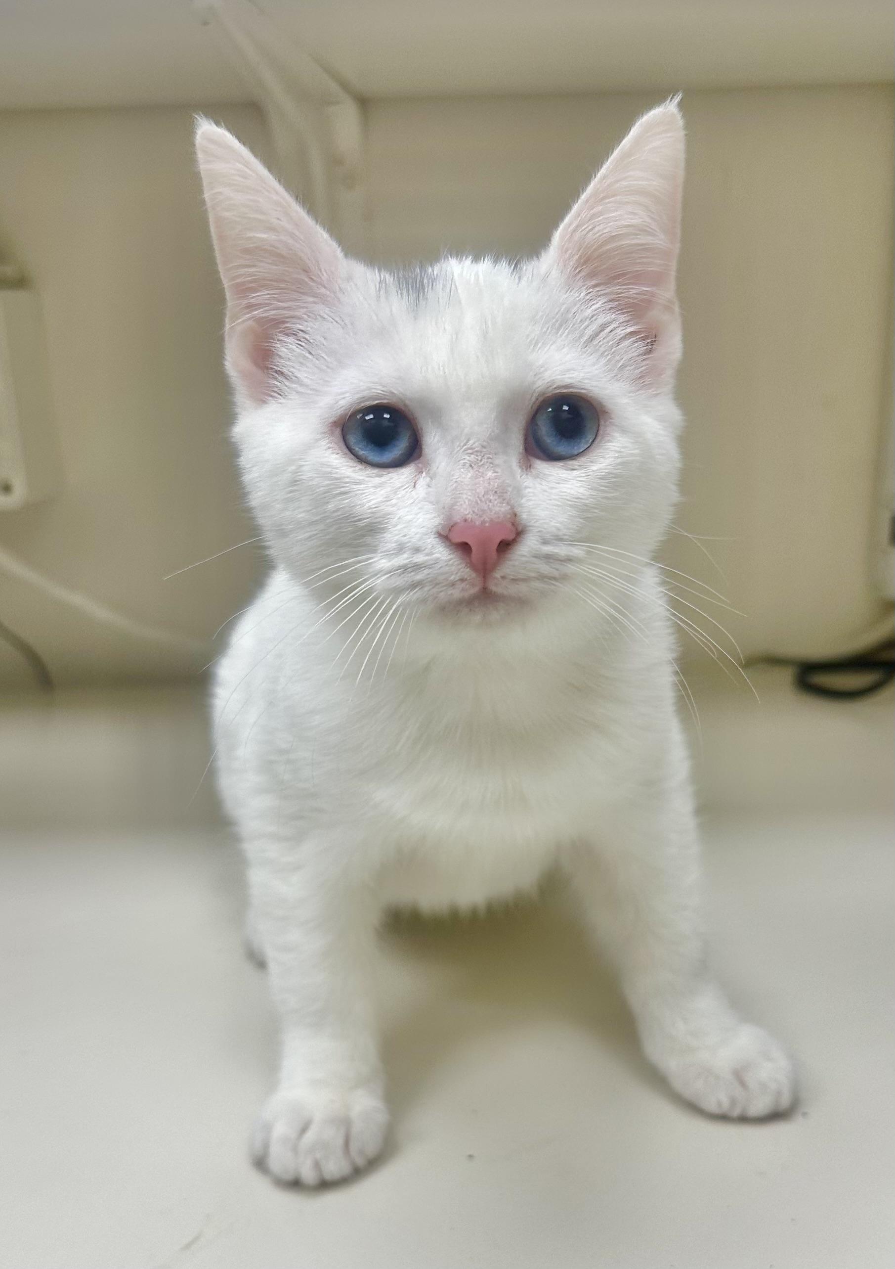 Enlarge 91, an adopted Domestic Short Hair in Riverside, CA image 1/2