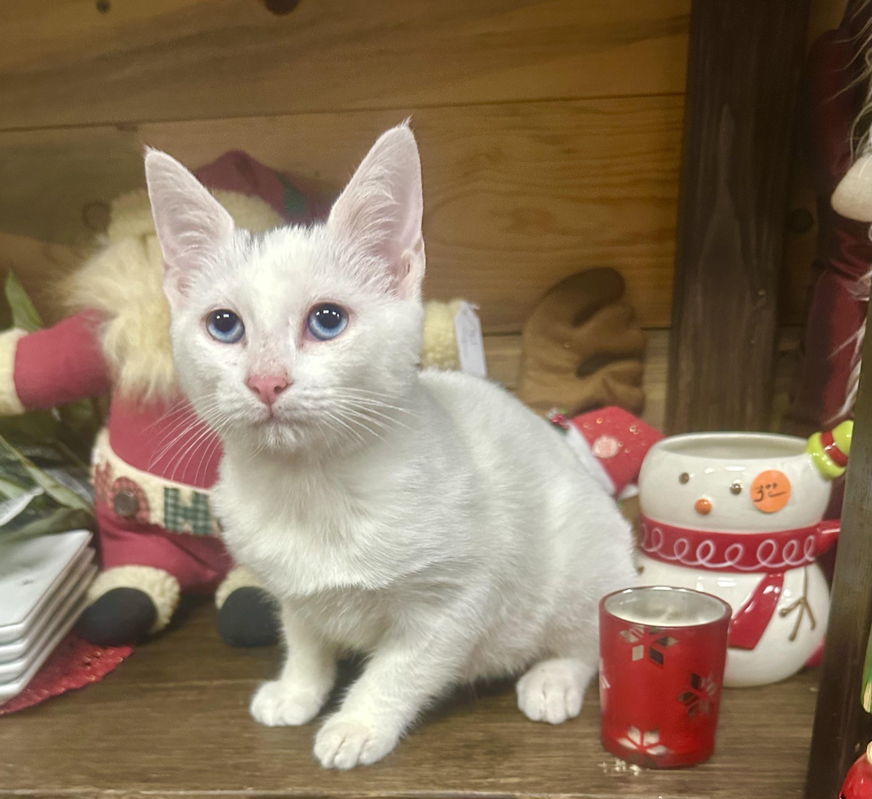 Enlarge 91, an adopted Domestic Short Hair in Riverside, CA image 2/2