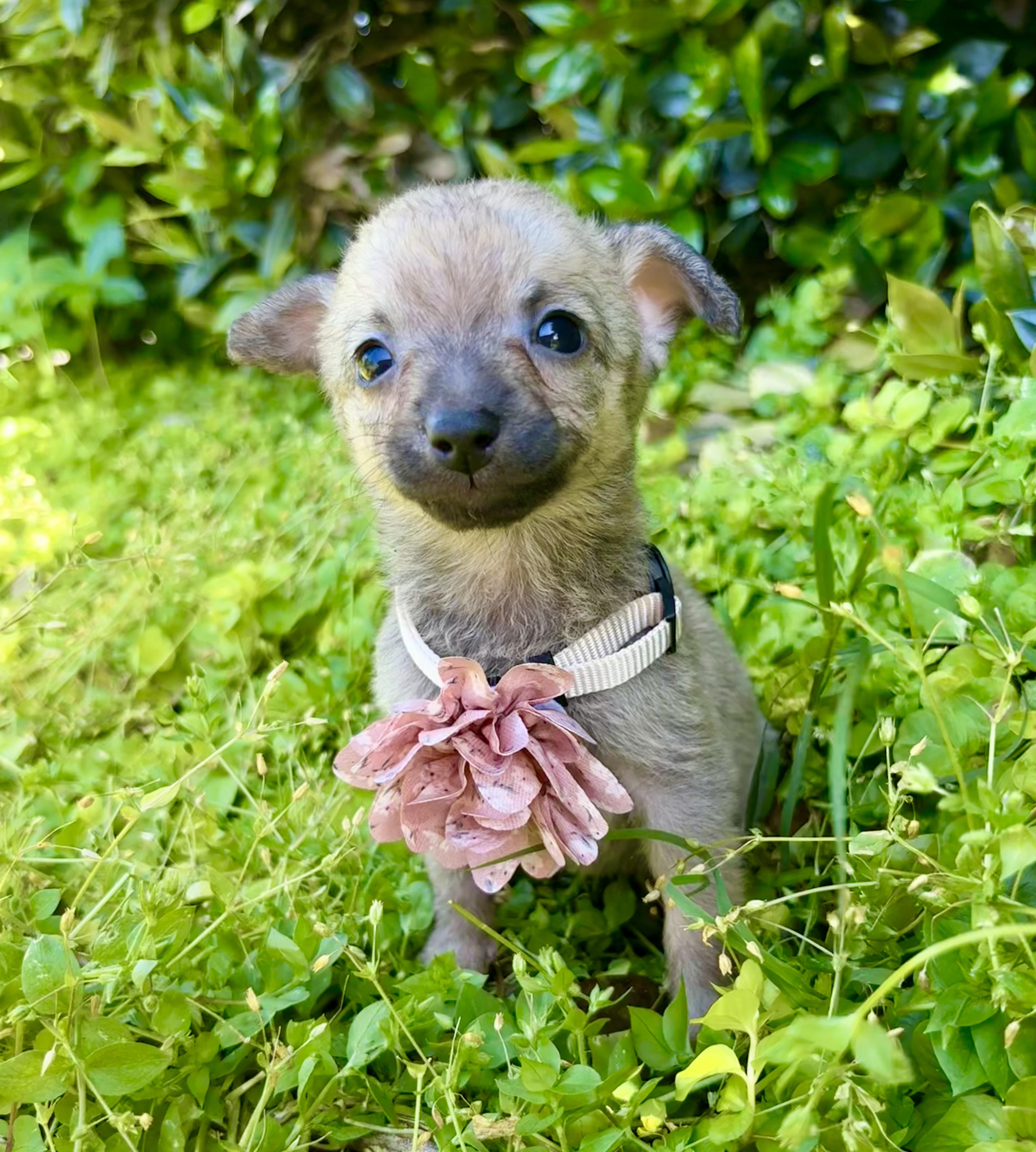 Enlarge Zita, an adopted mixed breed in Pittsboro, NC image 1/6
