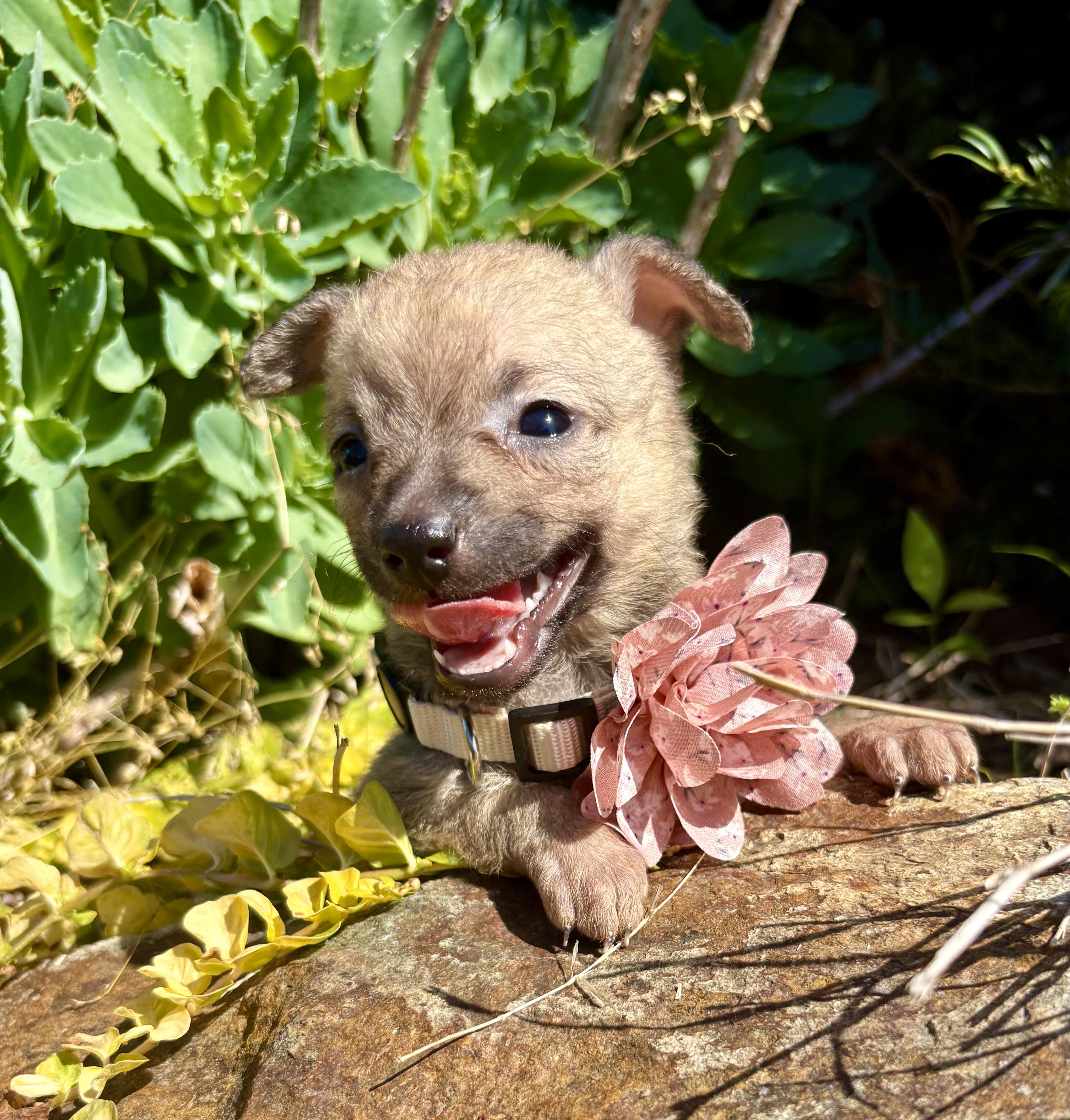 Enlarge Zita, an adopted mixed breed in Pittsboro, NC image 5/6