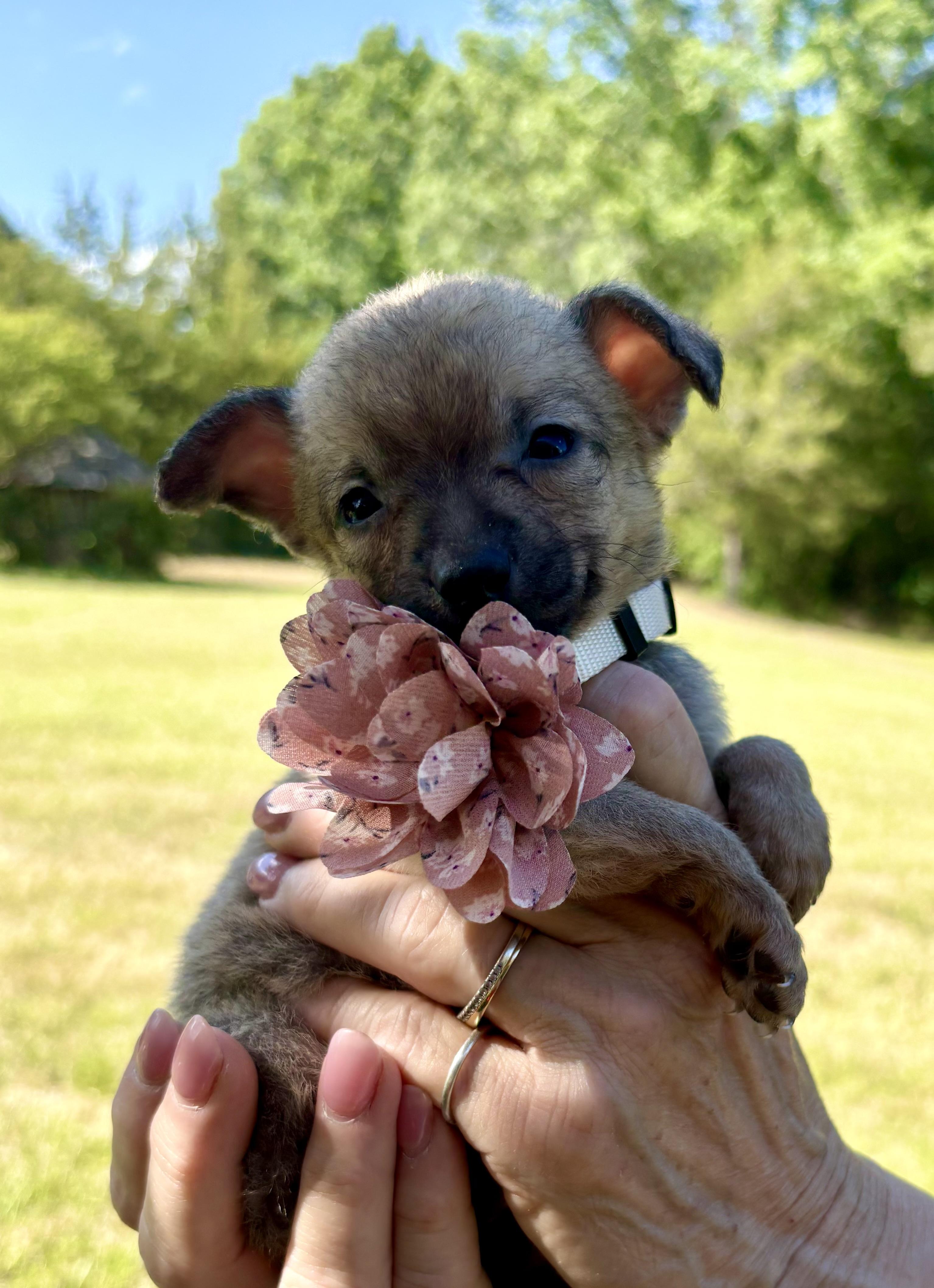 Enlarge Zita, an adopted mixed breed in Pittsboro, NC image 2/6