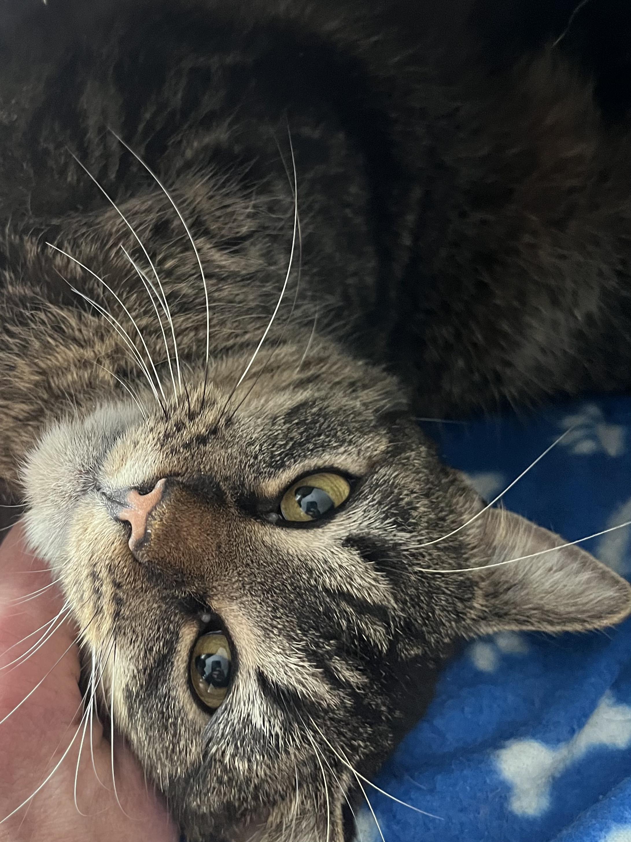 Grimley (shy but sweet and playful!), Adoptable, Adult Male Domestic Short Hair.