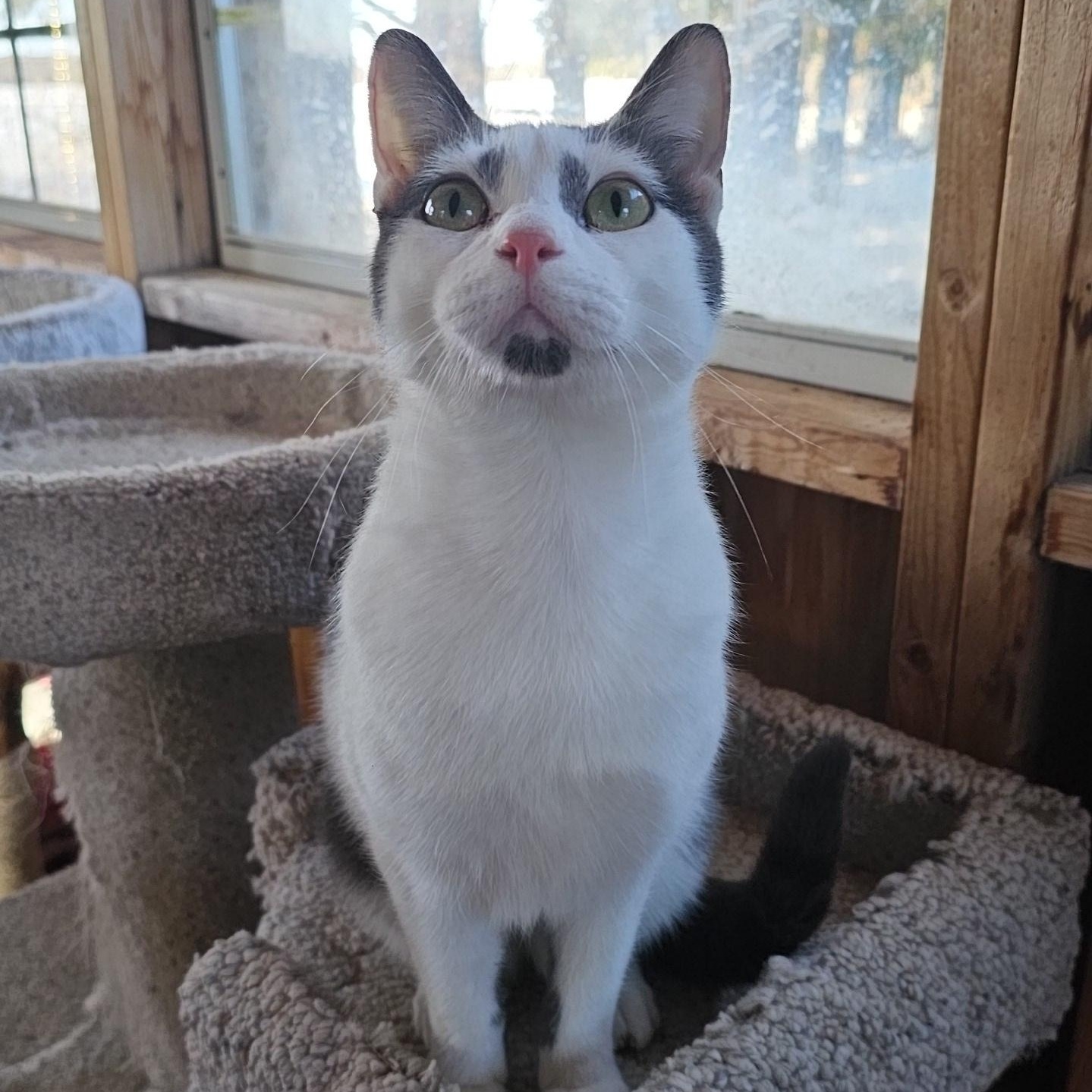 Enlarge Parade (FeLV+), a Adoptable Domestic Short Hair in Pardeeville, WI image 2/6