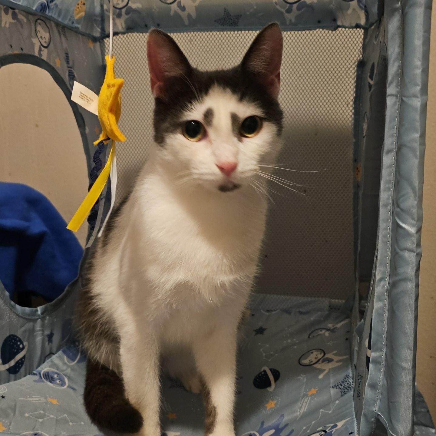 Parade (FeLV+), Adoptable, Adult Male Domestic Short Hair.