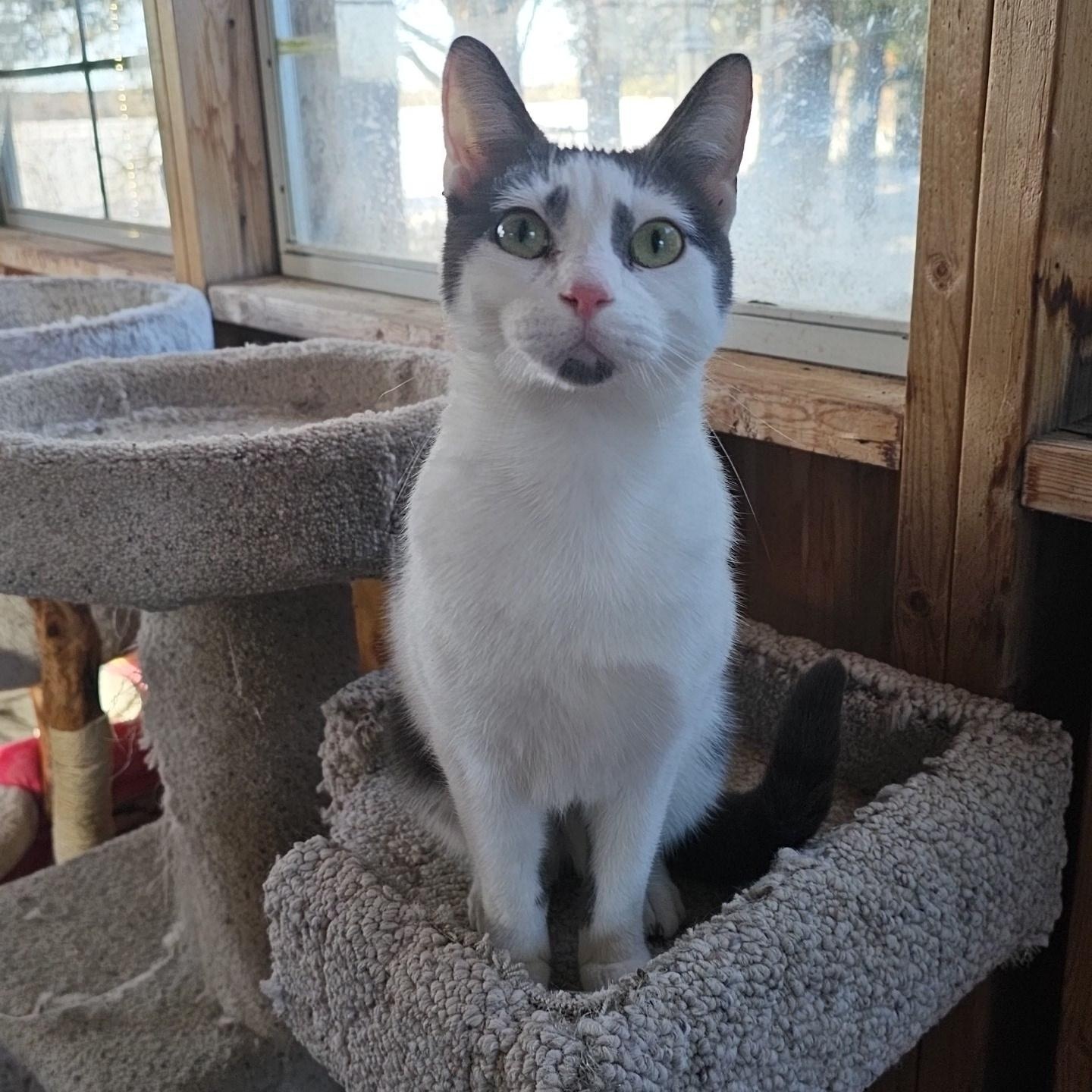 Enlarge Parade (FeLV+), a Adoptable Domestic Short Hair in Pardeeville, WI image 1/6