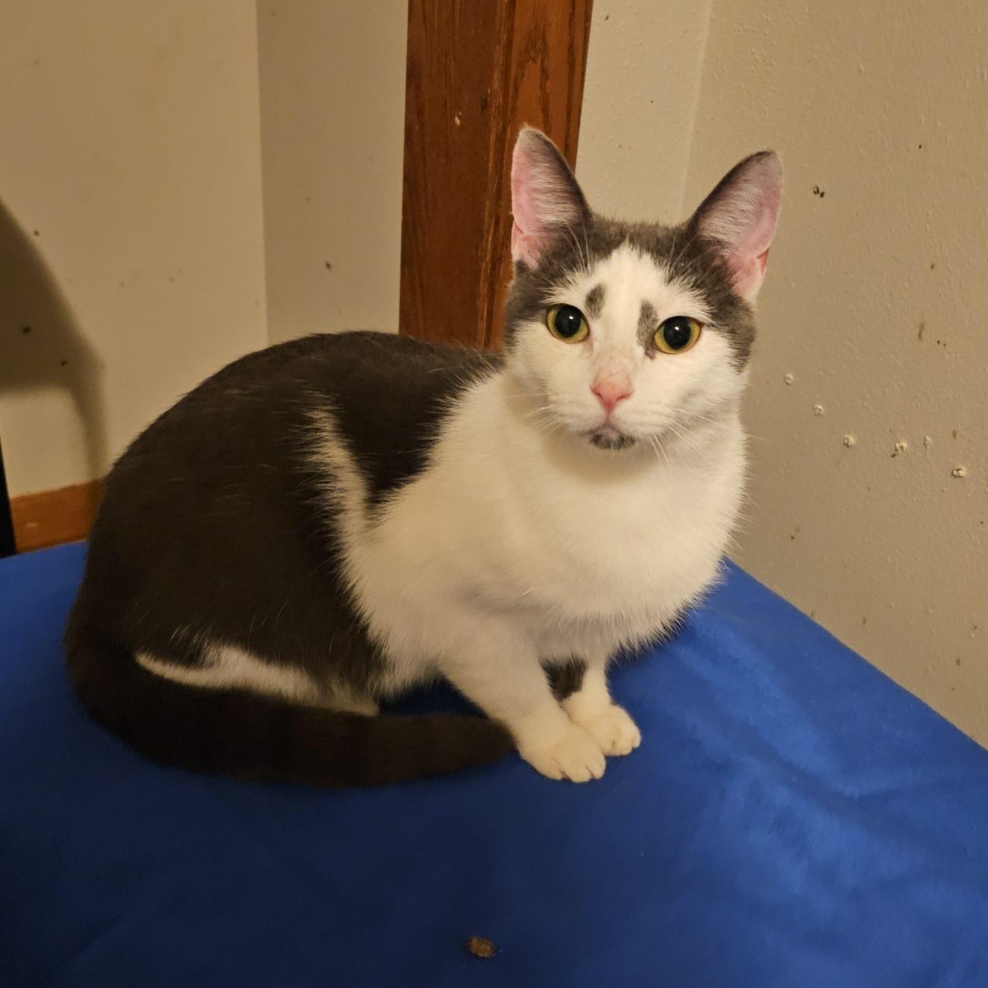 Parade (FeLV+), a Adoptable Domestic Short Hair in Pardeeville, WI image 2/5