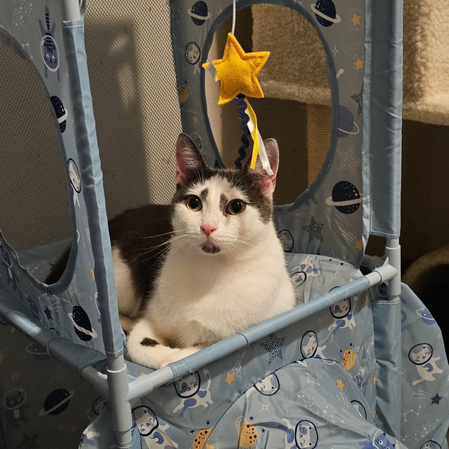 Parade (FeLV+), a Adoptable Domestic Short Hair in Pardeeville, WI image 3/5