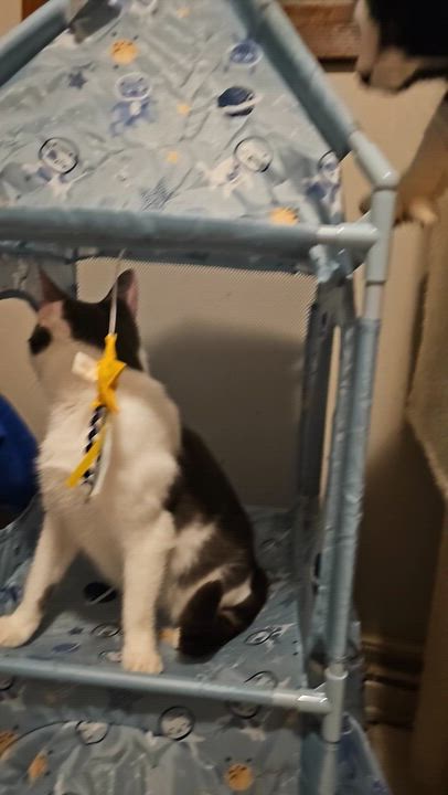 Enlarge Parade (FeLV+), a Adoptable Domestic Short Hair in Pardeeville, WI video 5/5