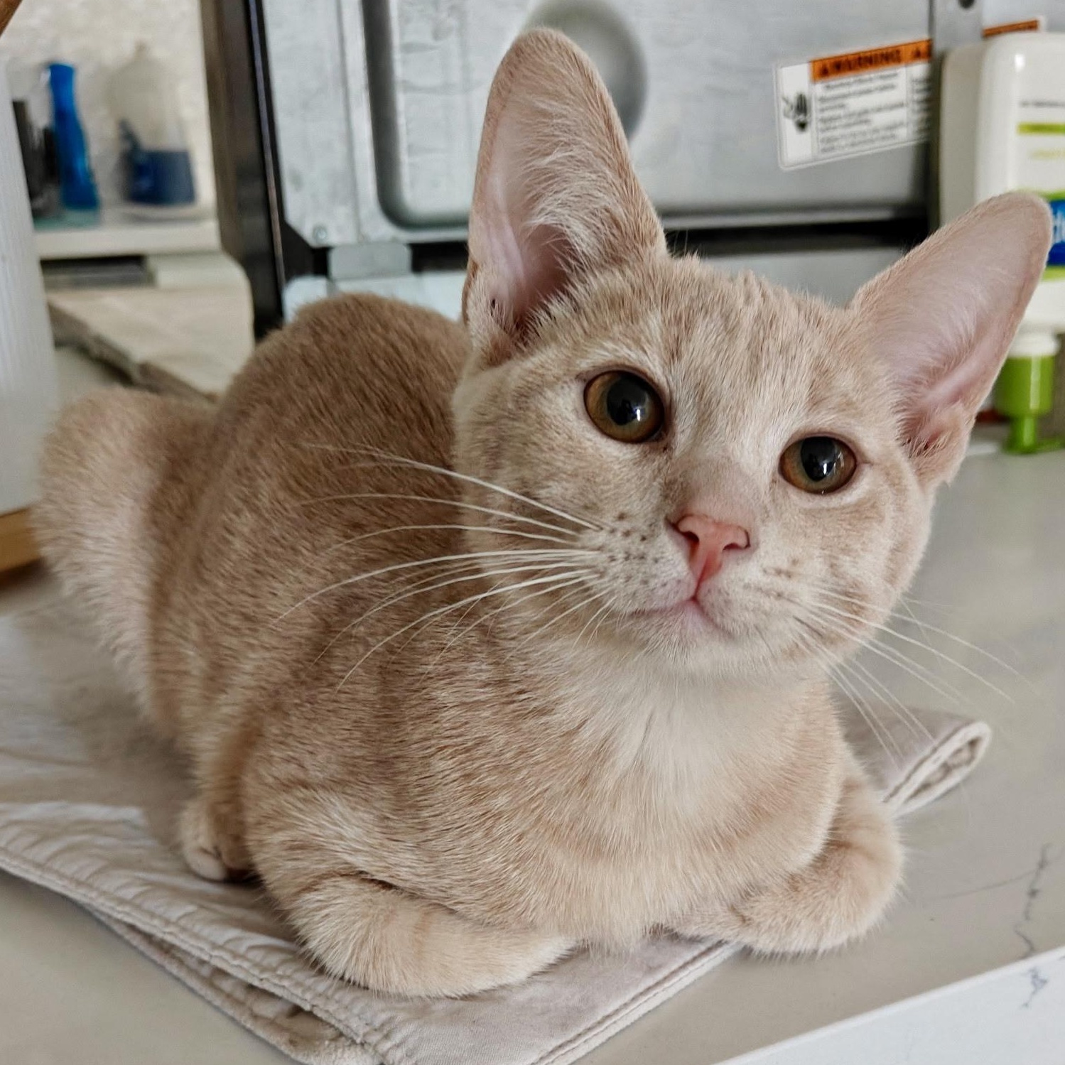 Lenhs Girl, a Adoptable Domestic Short Hair in Glendora, CA image 1/2