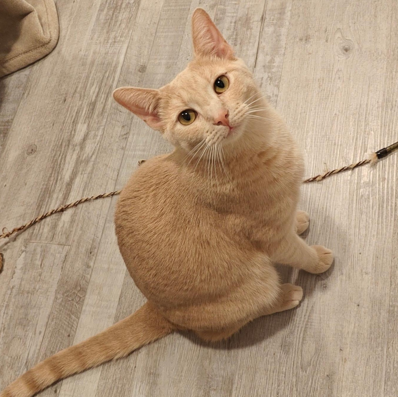Lenhs Girl, Adoptable, Kitten Female Domestic Short Hair.