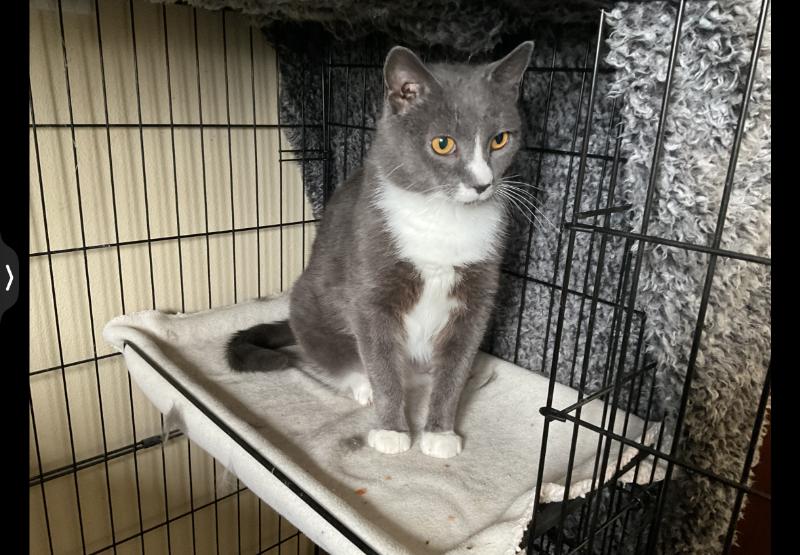 Enlarge Lady Spencer, a Adoptable Domestic Short Hair in Waverly, IA image 2/2