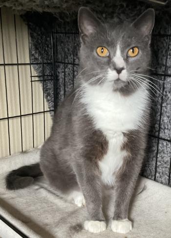 Enlarge Lady Spencer, a Adoptable Domestic Short Hair in Waverly, IA image 1/2