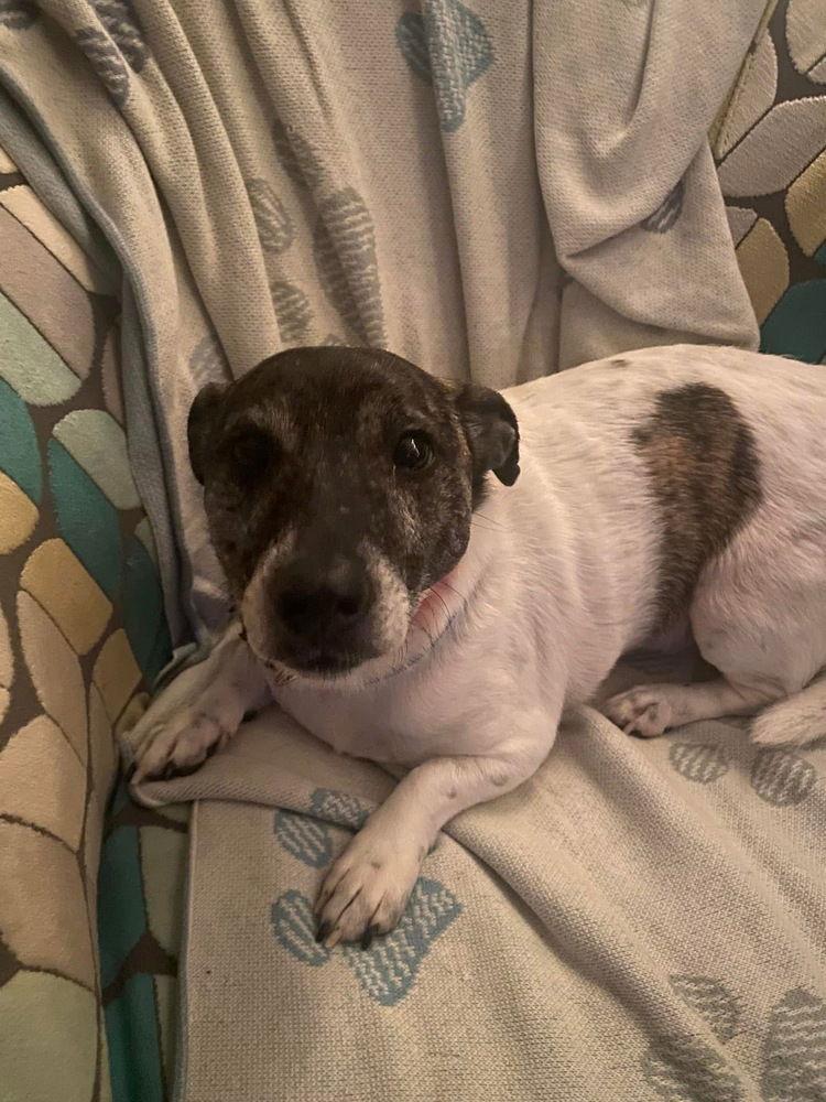Whiskey*, a Adoptable Jack Russell Terrier in Columbia, TN image 1/3