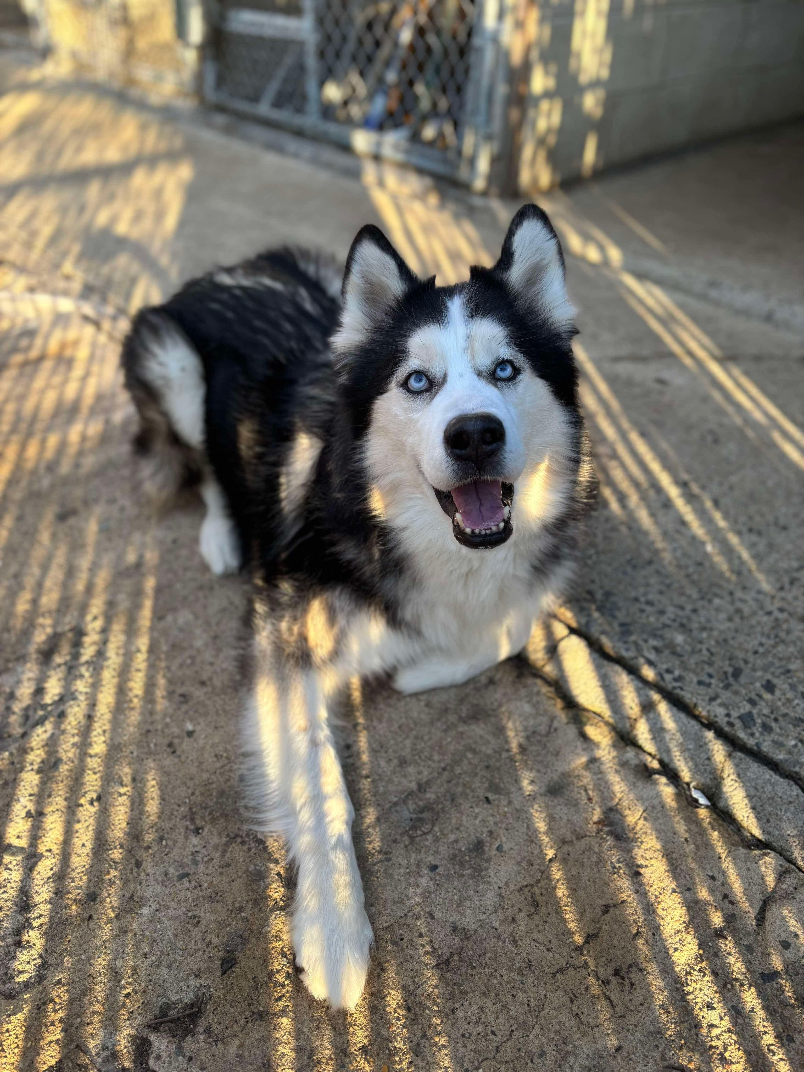 Theodore, Adoptable, Adult Male Siberian Husky.