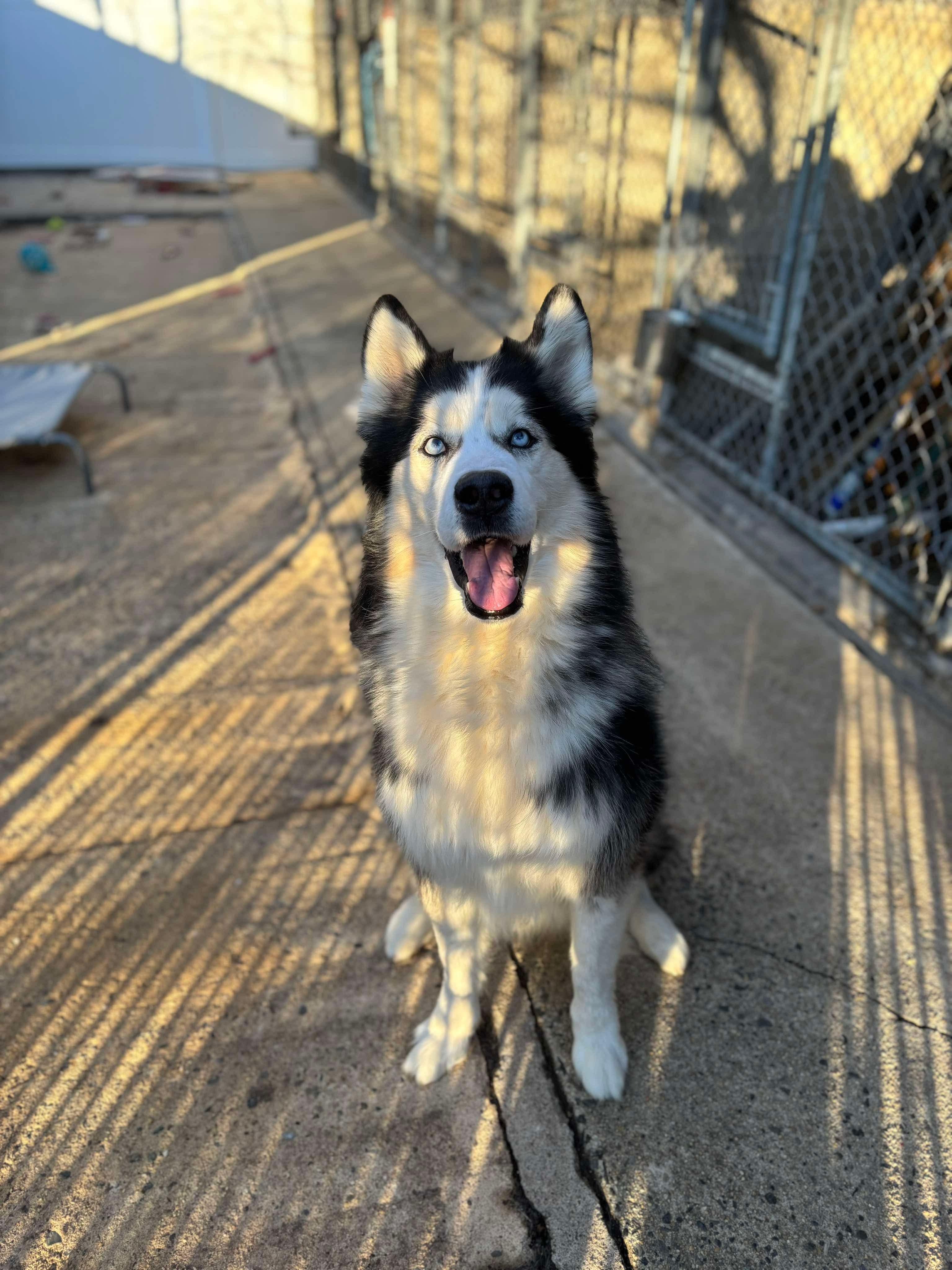 Theodore, a Adoptable Siberian Husky in Matawan, NJ image 2/3