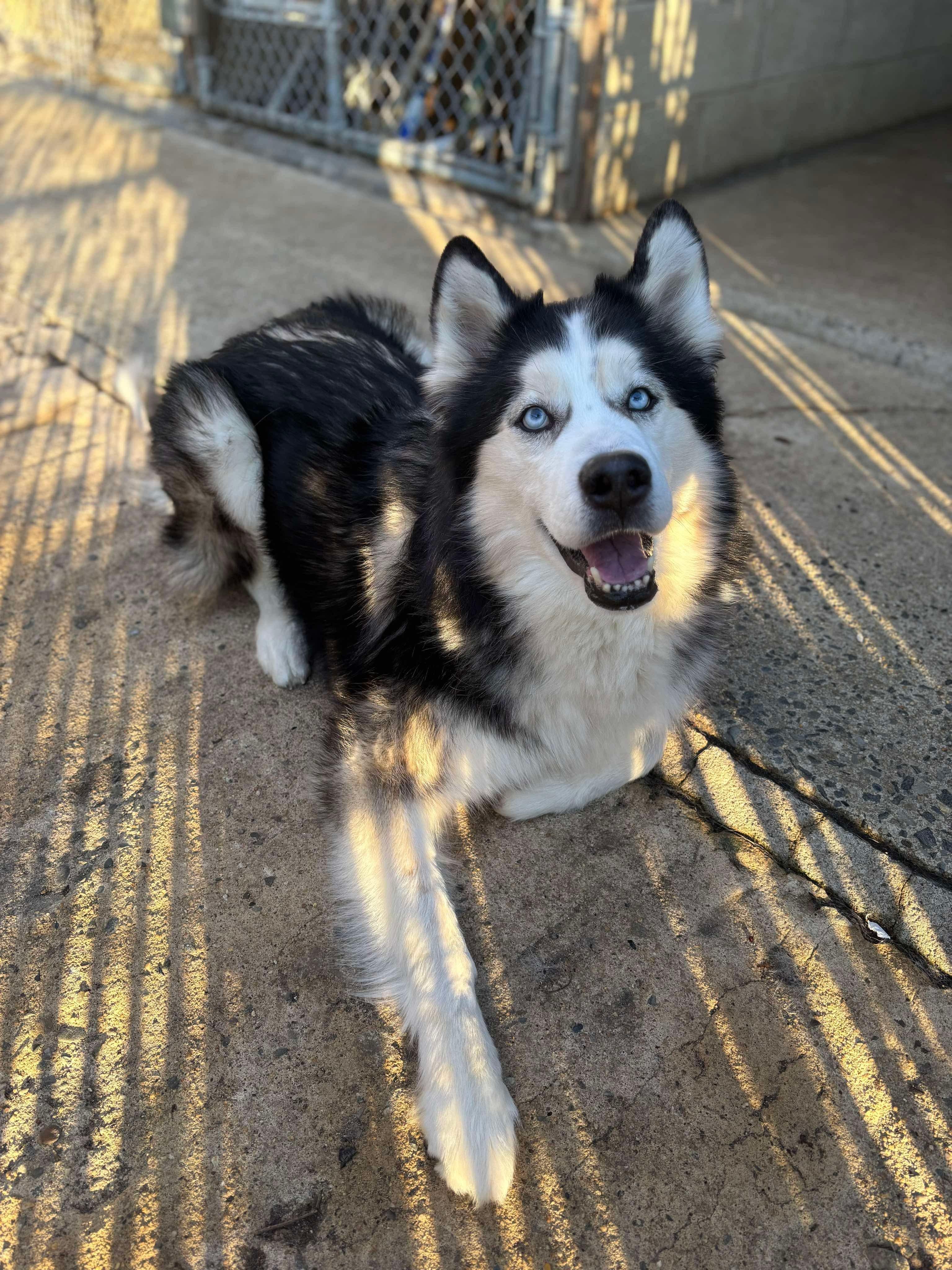 Theodore, a Adoptable Siberian Husky in Matawan, NJ image 3/3