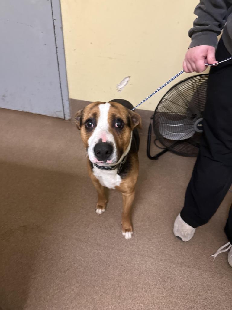 RuPaw, Adoptable, Young Male Mixed Breed.