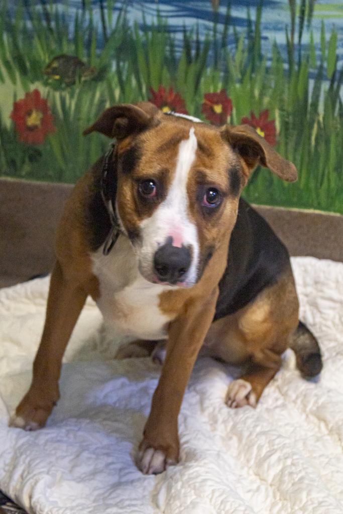 Enlarge RuPaw, a Adoptable mixed breed in Florence, SC image 3/6