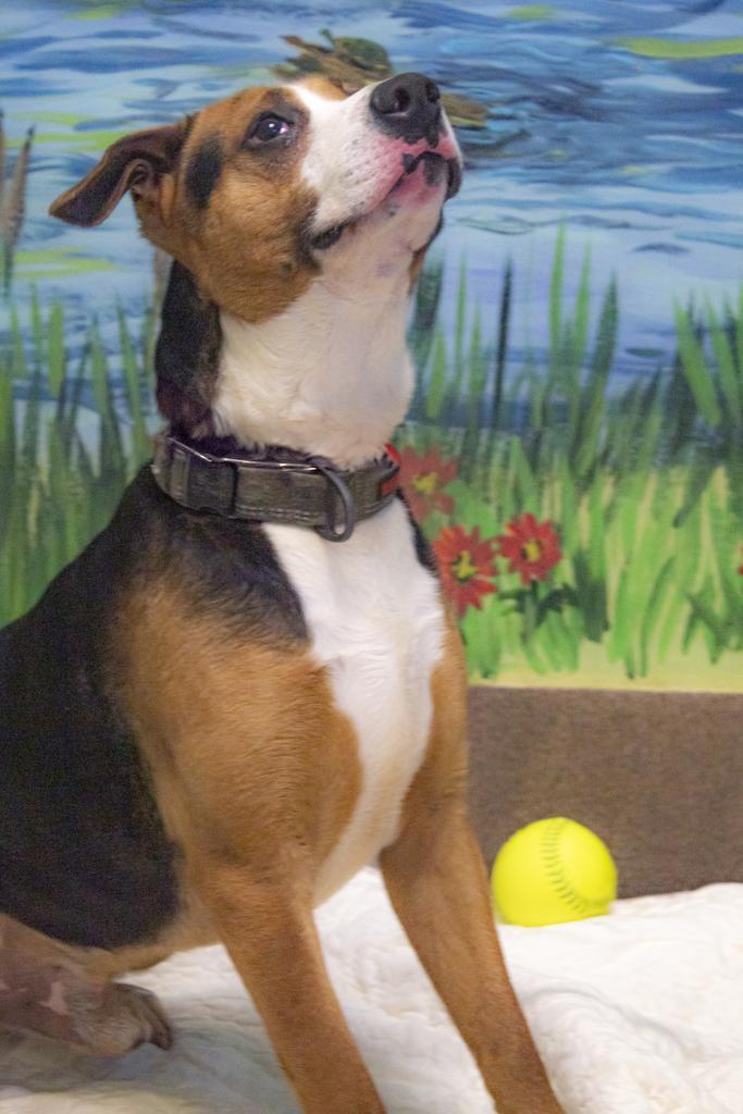 Enlarge RuPaw, a Adoptable mixed breed in Florence, SC image 4/6