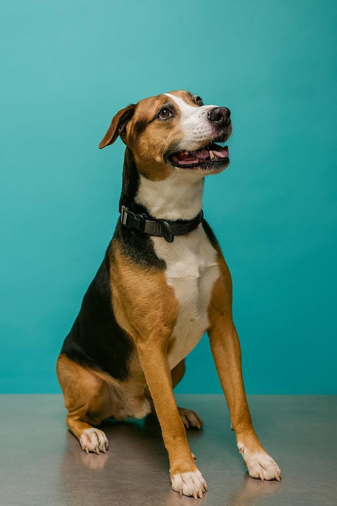 Enlarge RuPaw, a Adoptable mixed breed in Florence, SC image 5/6