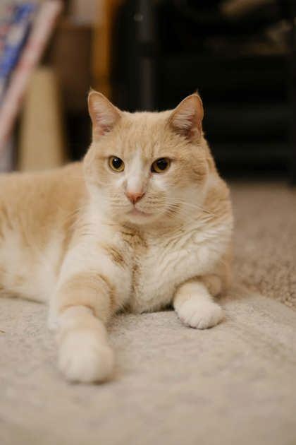 Vincent `Van Gogh`, Adoptable, Senior Male Domestic Short Hair & Domestic Short Hair.