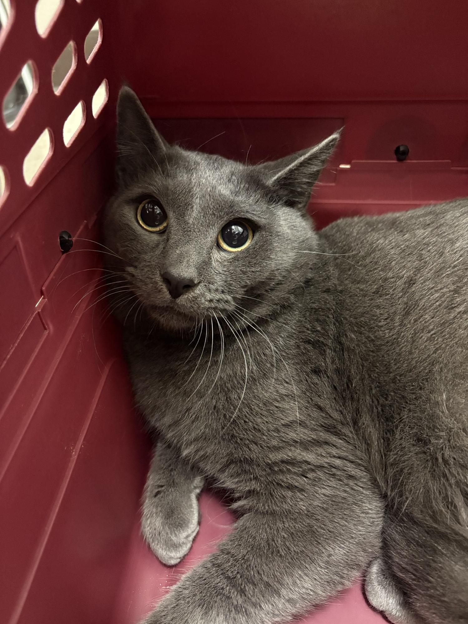 Farmers, Adoptable, Adult Male Domestic Short Hair.