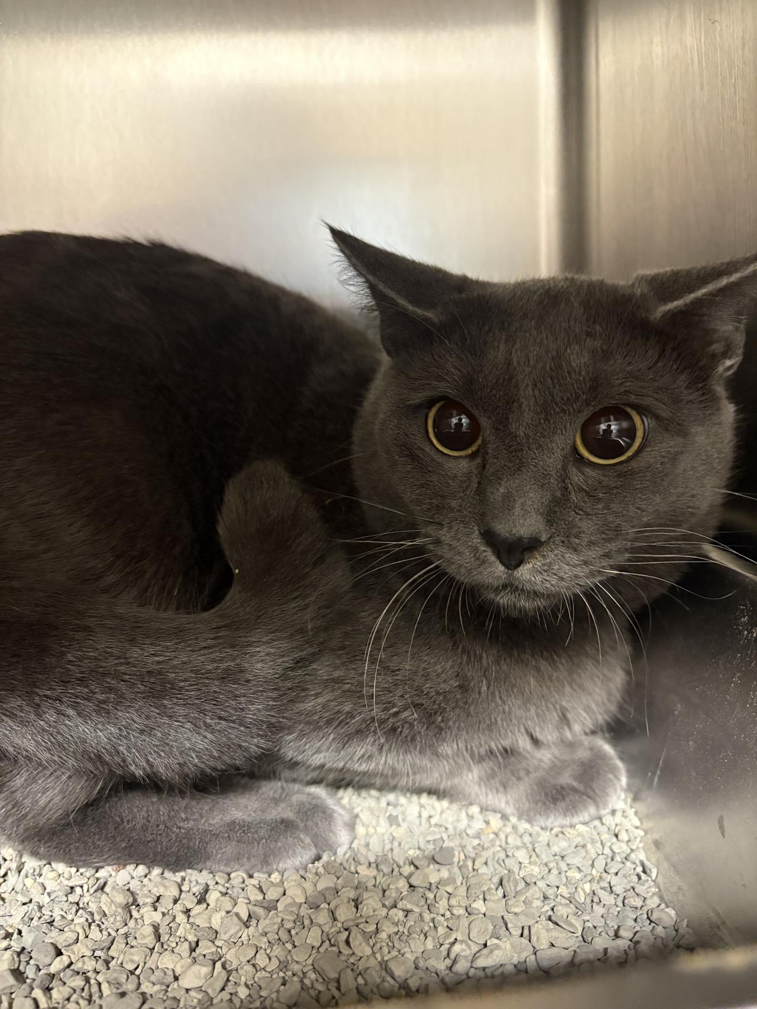 Enlarge Farmers, a Adoptable Domestic Short Hair in Saint Charles, MO image 2/2