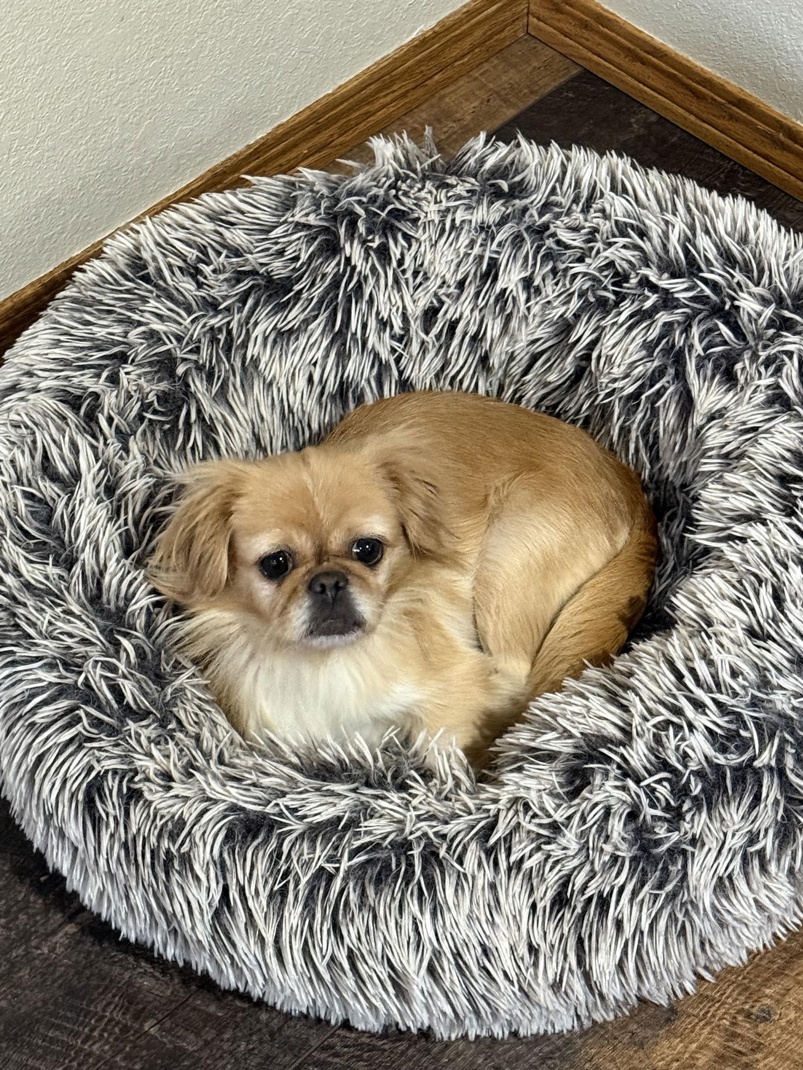 Enlarge Jasmine (Jazzy), a Adopted Pekingese in Brandon, SD image 1/1