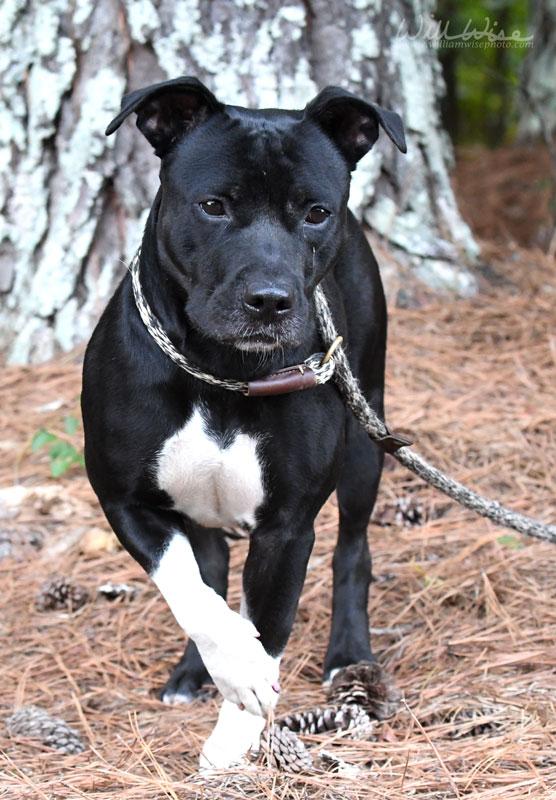 Enlarge Brigid, a Adoptable mixed breed in Monroe, GA image 4/6