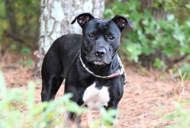 Enlarge Brigid, a Adoptable mixed breed in Monroe, GA image 5/6