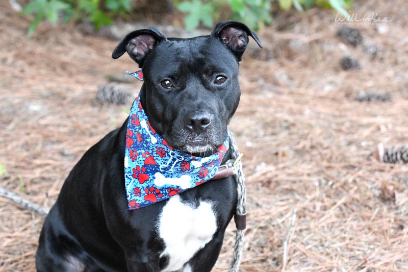Brigid, Adoptable, Adult Female Pit Bull Terrier.