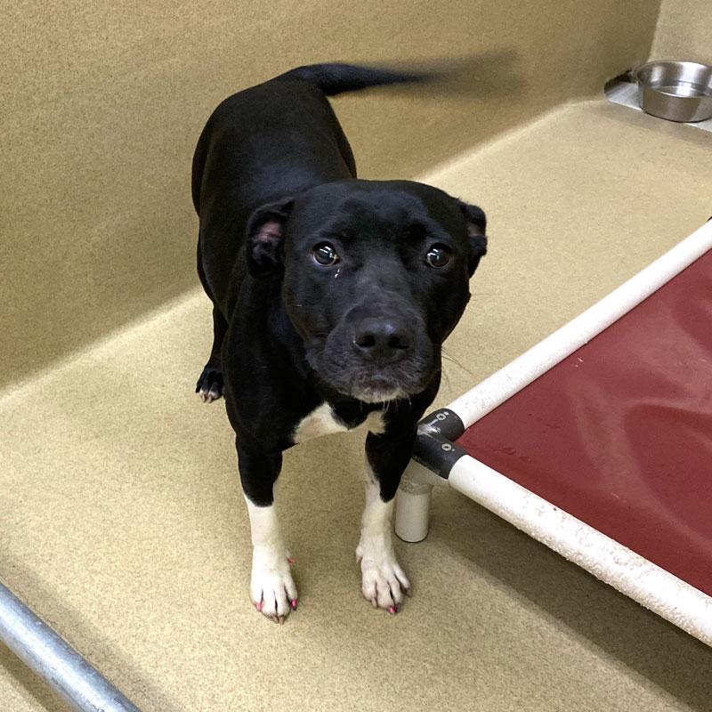 Enlarge Brigid, a Adoptable mixed breed in Monroe, GA image 2/6