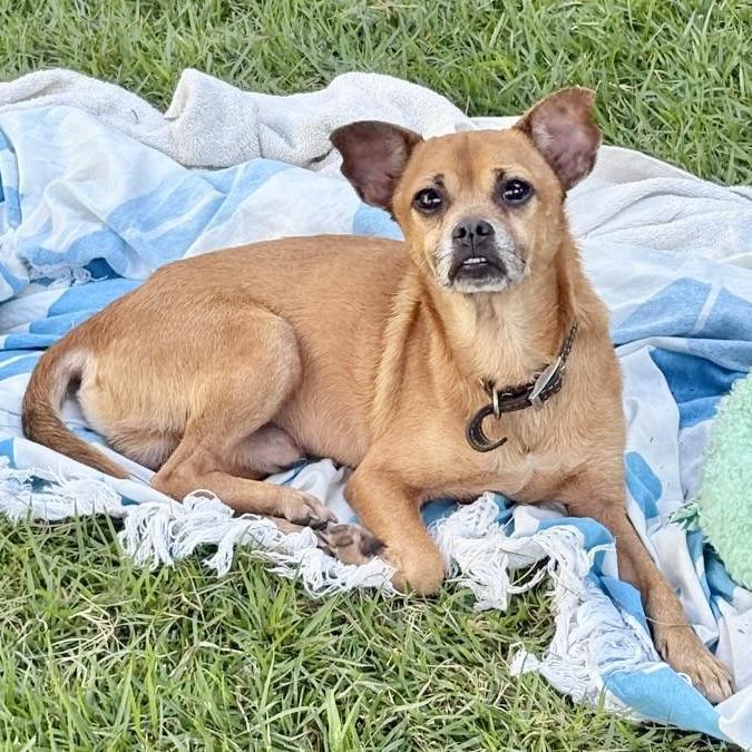 Chavo — thumbnail 4