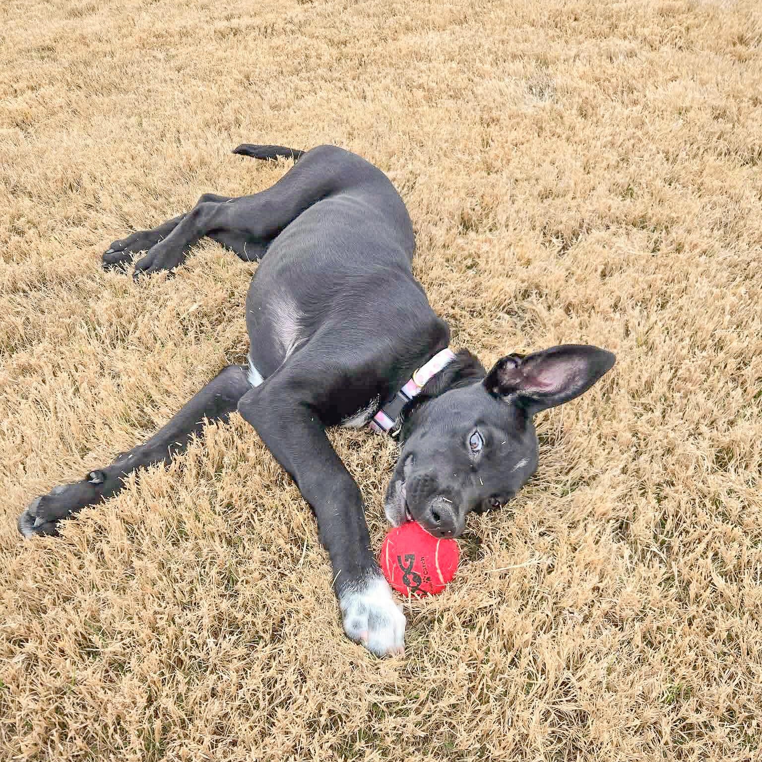 Laurette — thumbnail 3