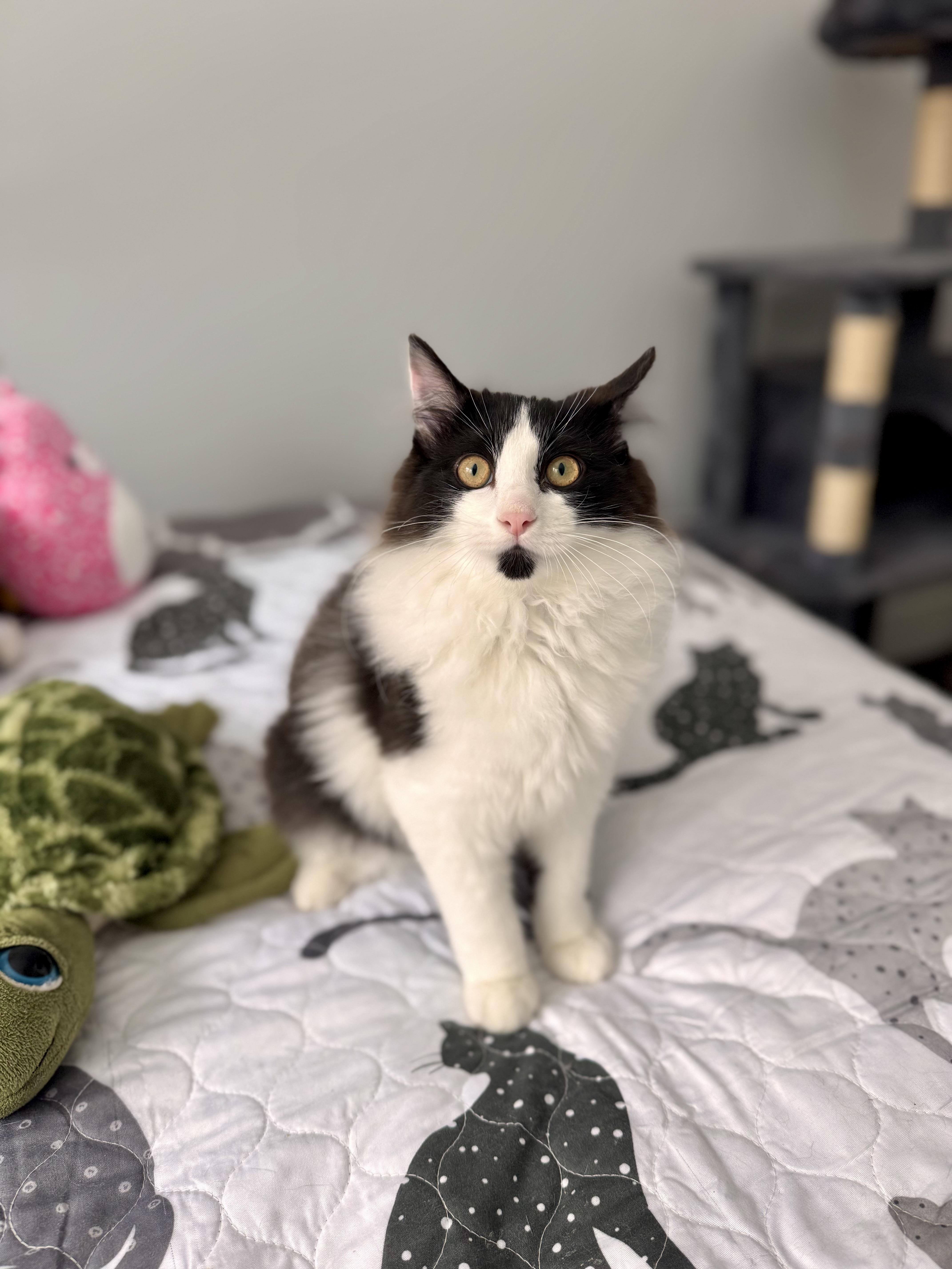 Moo, adopted, Kitten Male Domestic Long Hair.