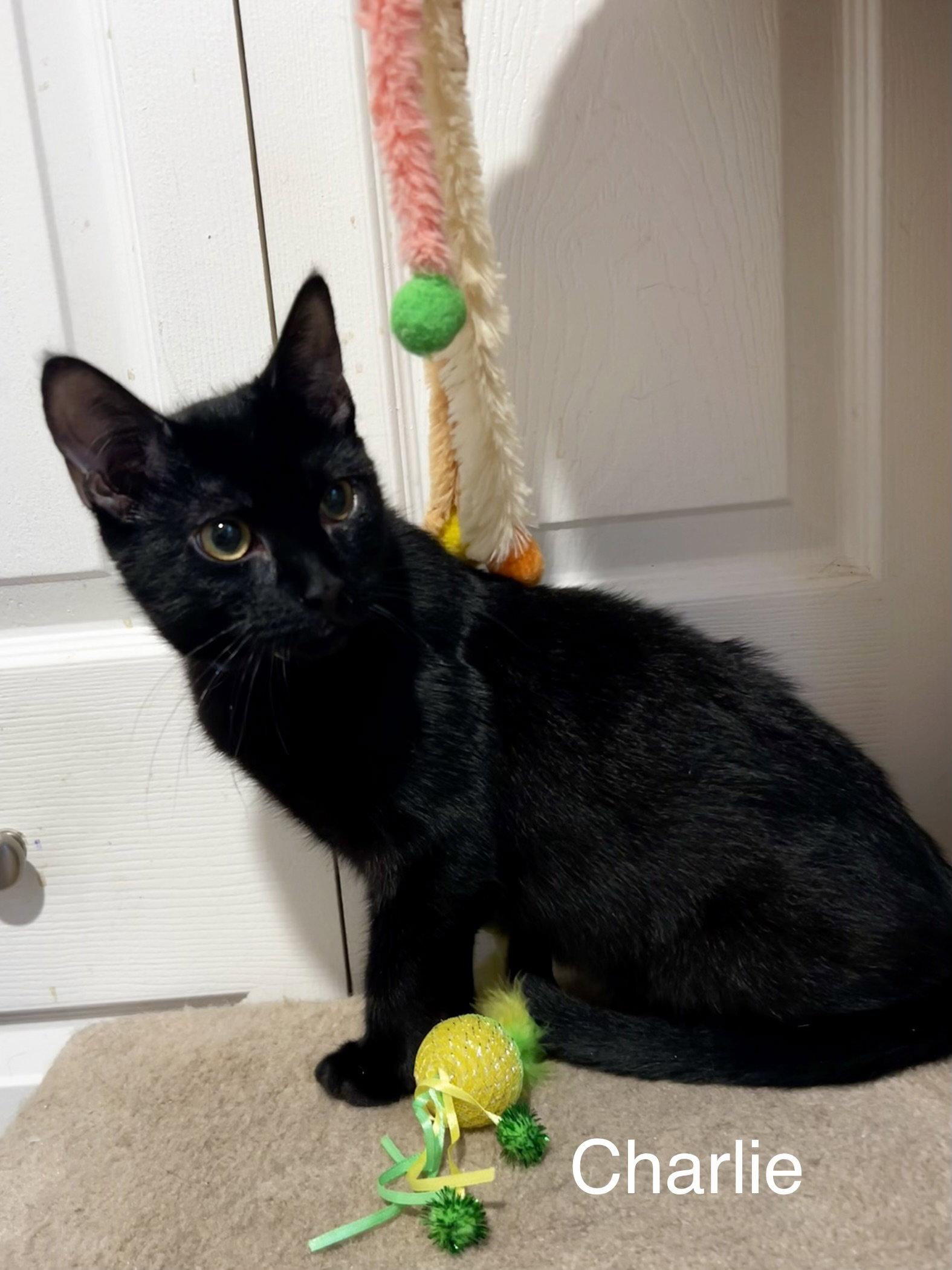 Enlarge Charlie, a Adoptable mixed breed in Ringwood, NJ image 1/3