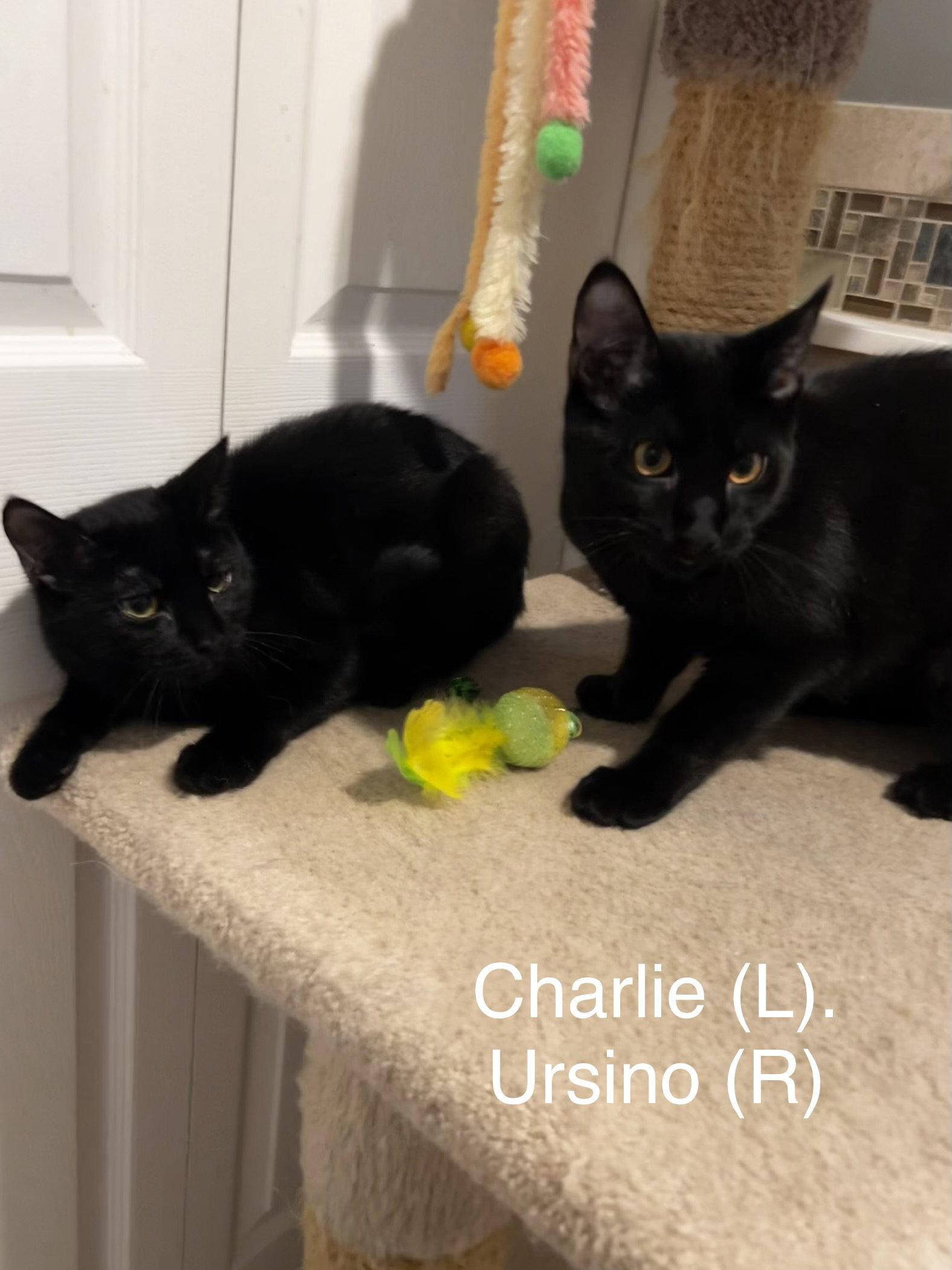 Enlarge Charlie, a Adoptable mixed breed in Ringwood, NJ image 2/3