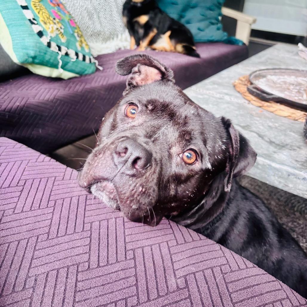 Domi, Adoptable, Adult Female Mixed Breed.