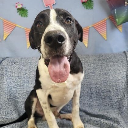 Enlarge Domino, a Adoptable mixed breed in Grove, OK image 1/2