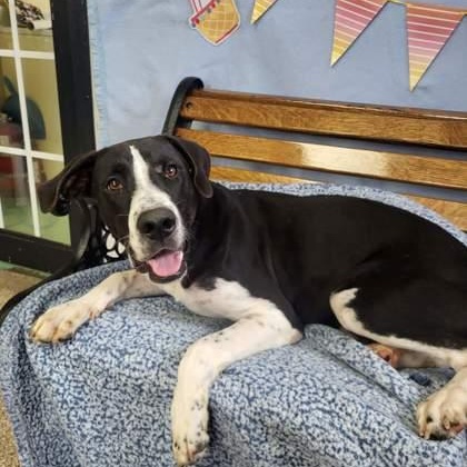 Enlarge Domino, a Adoptable mixed breed in Grove, OK image 2/2