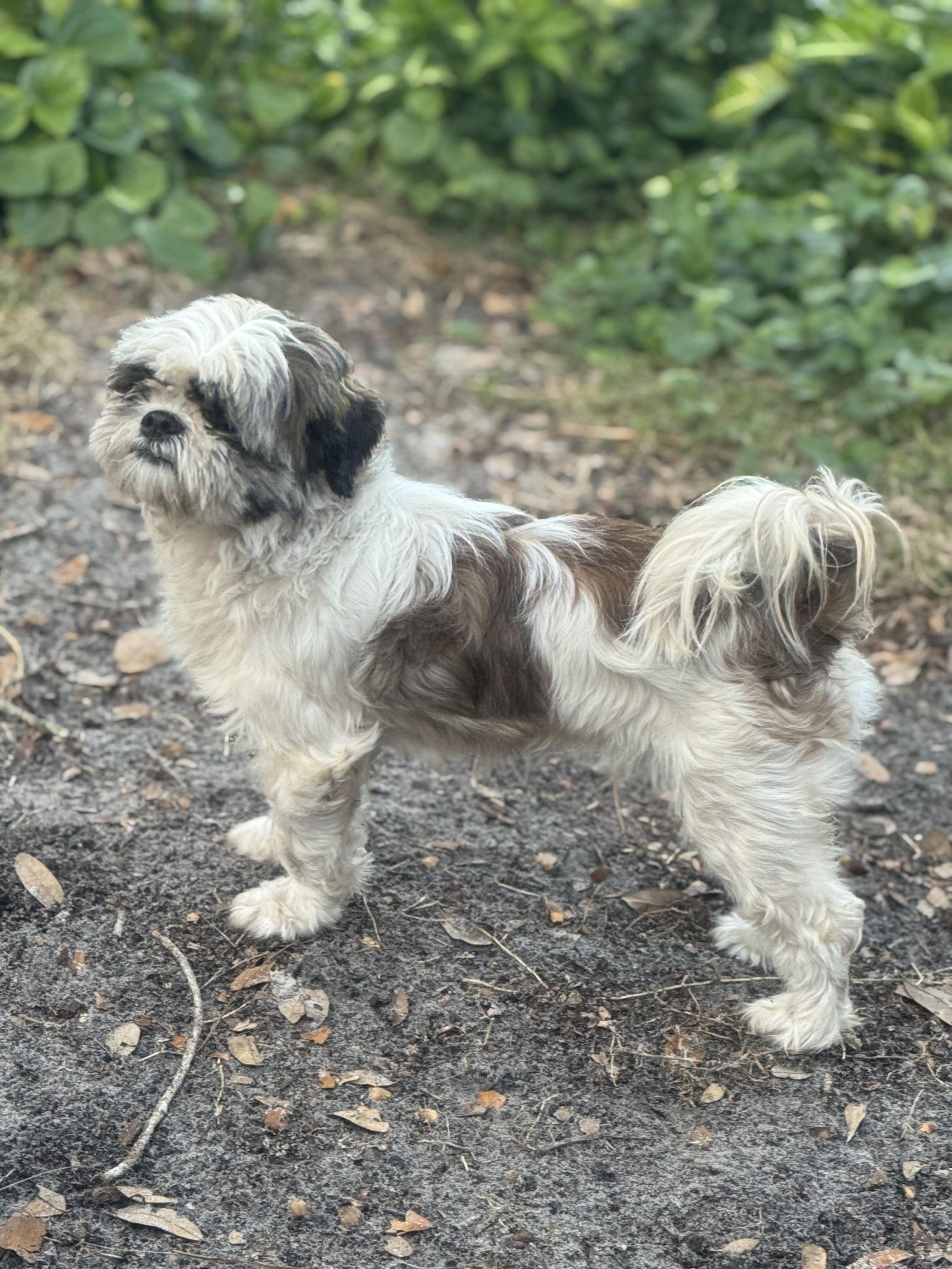 Kochi, Adopted, Adult Male Shih Tzu.