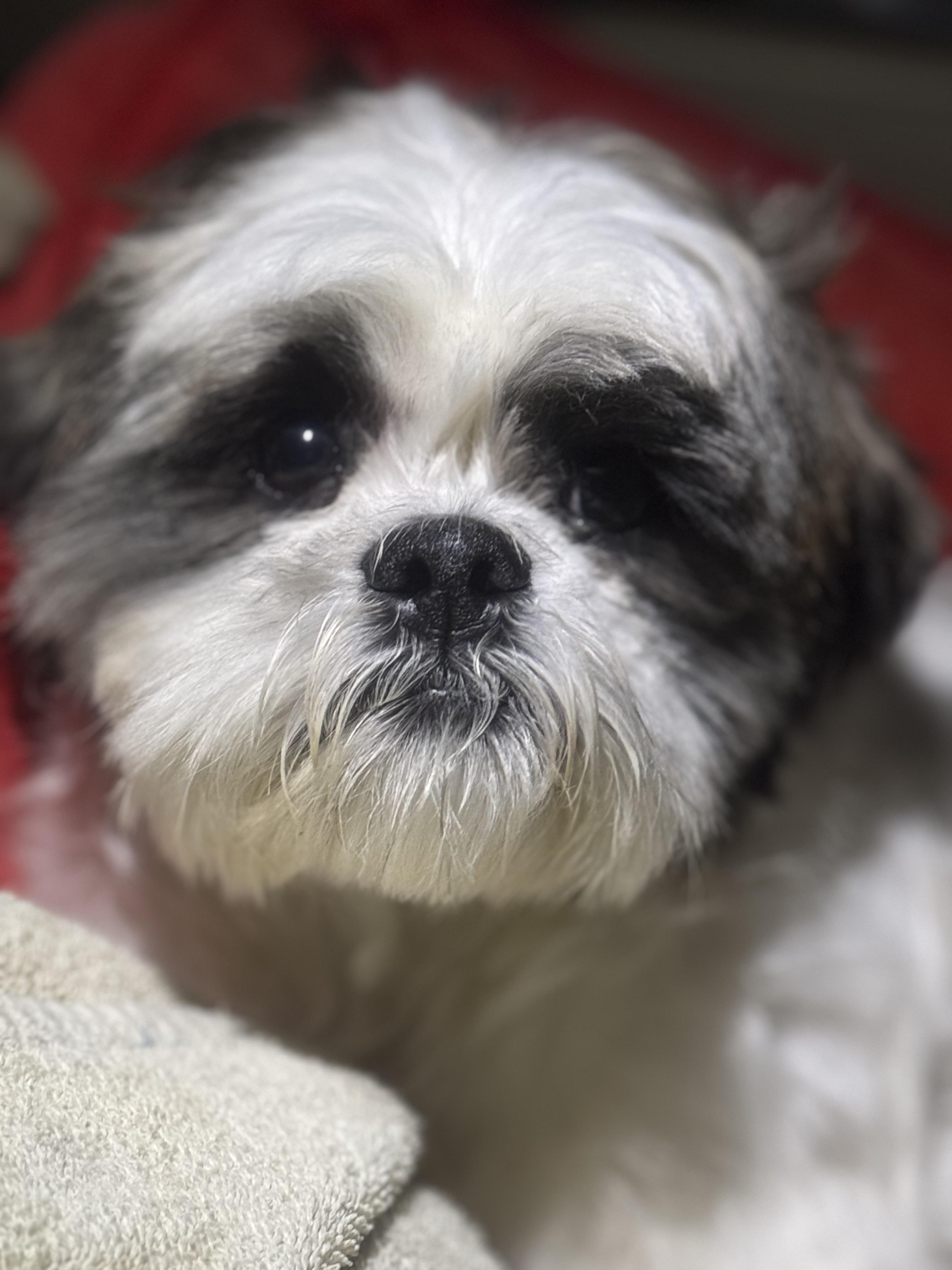 Kochi, Adoptable, Adult Male Shih Tzu.