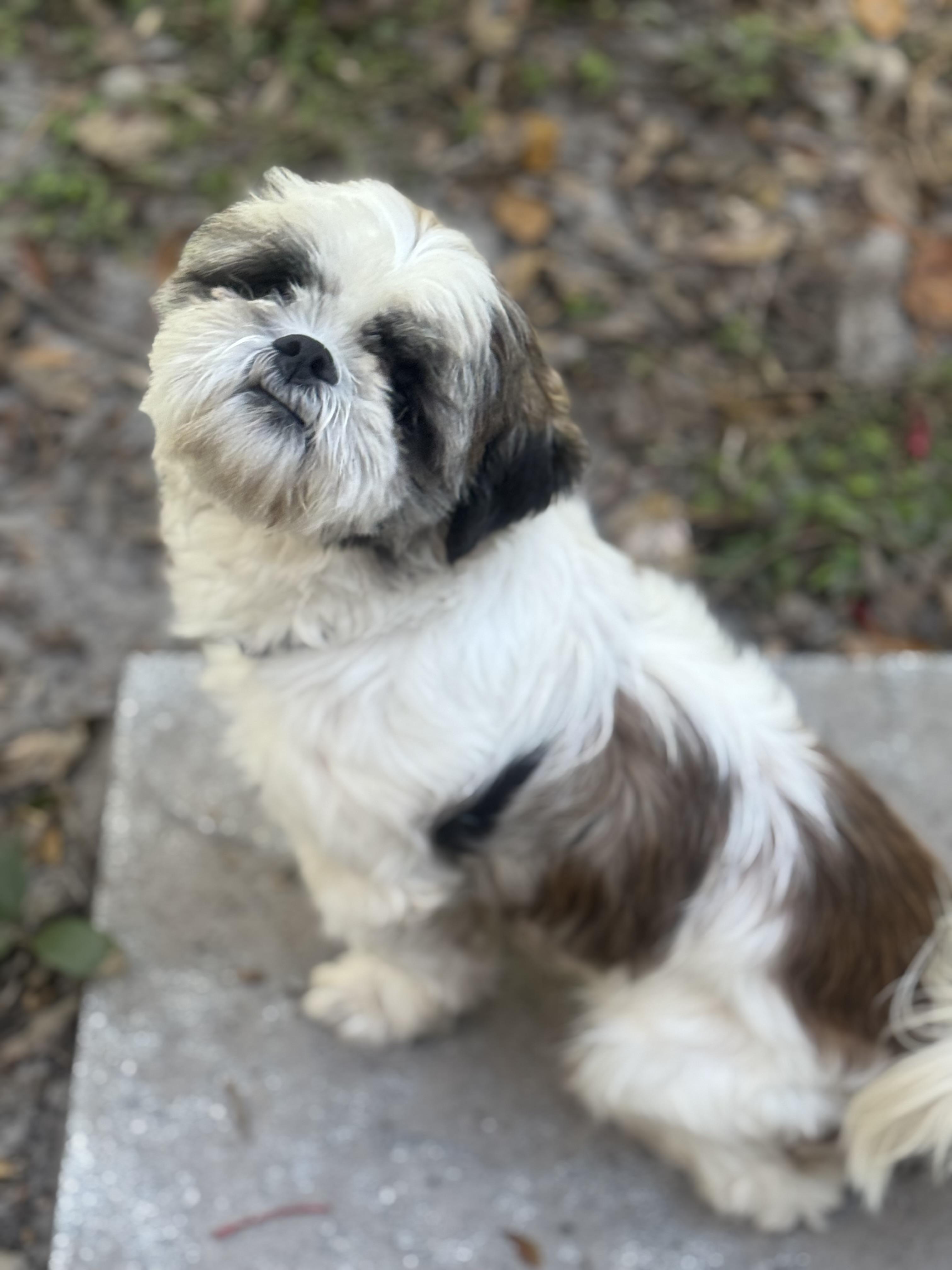 Kochi, a Adopted Shih Tzu in Palm Harbor, FL image 3/5