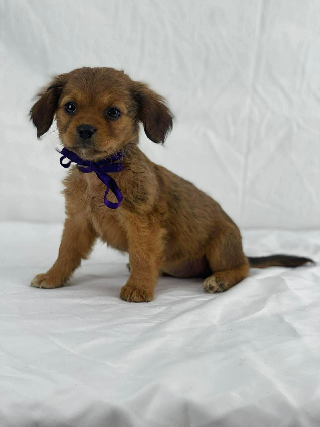 Bloom the tiny fluffy puppy, Adoptable, Puppy Female Chihuahua & Dachshund.