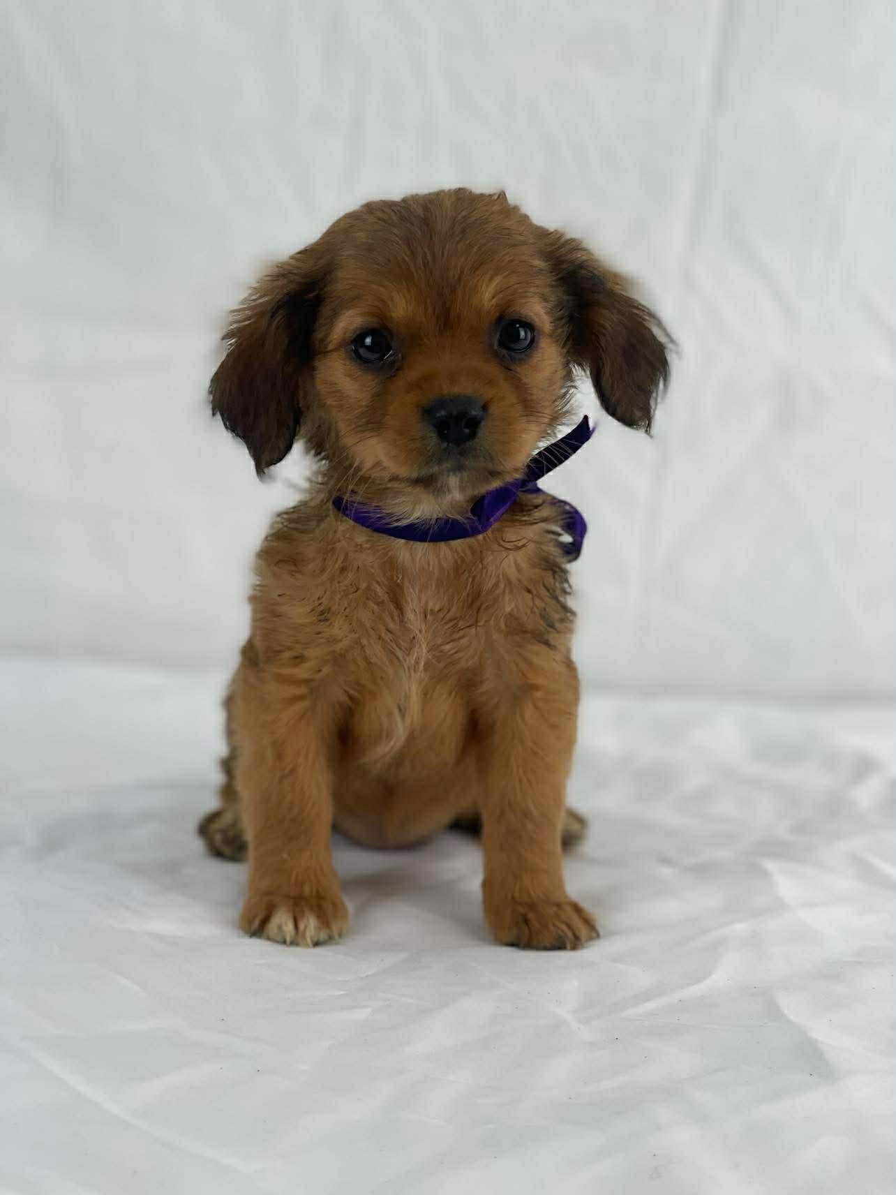 Enlarge Bloom the tiny fluffy puppy, a Adoptable mixed breed in Muskego, WI image 2/4