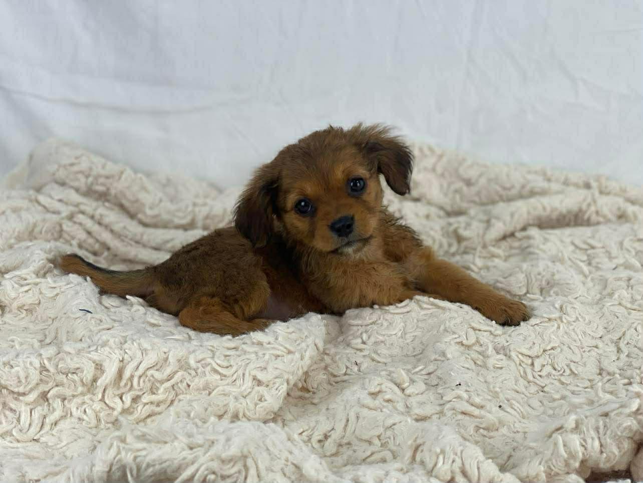 Enlarge Bloom the tiny fluffy puppy, a Adoptable mixed breed in Muskego, WI image 4/4